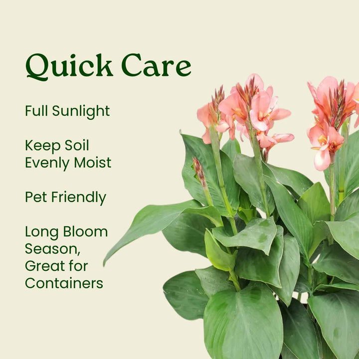 Peach Canna Lily