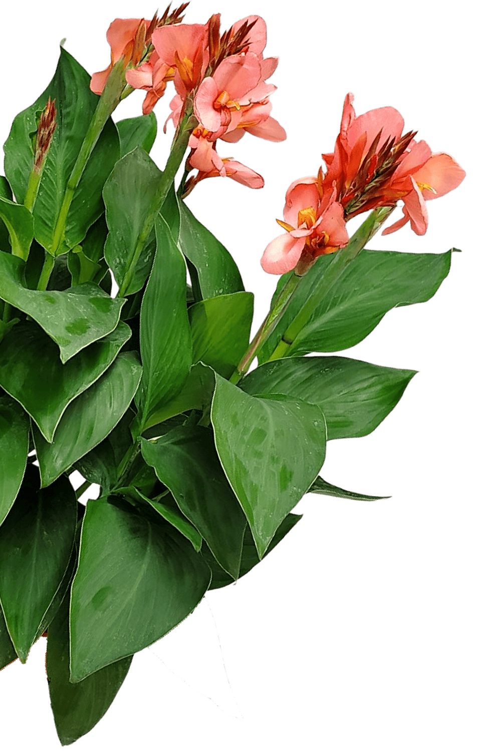 lily white peach Peach Canna Lily for Sale