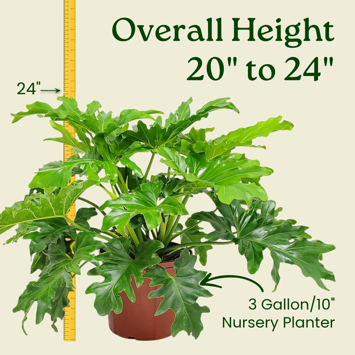 philodendron large Philodendron Selloum for Sale