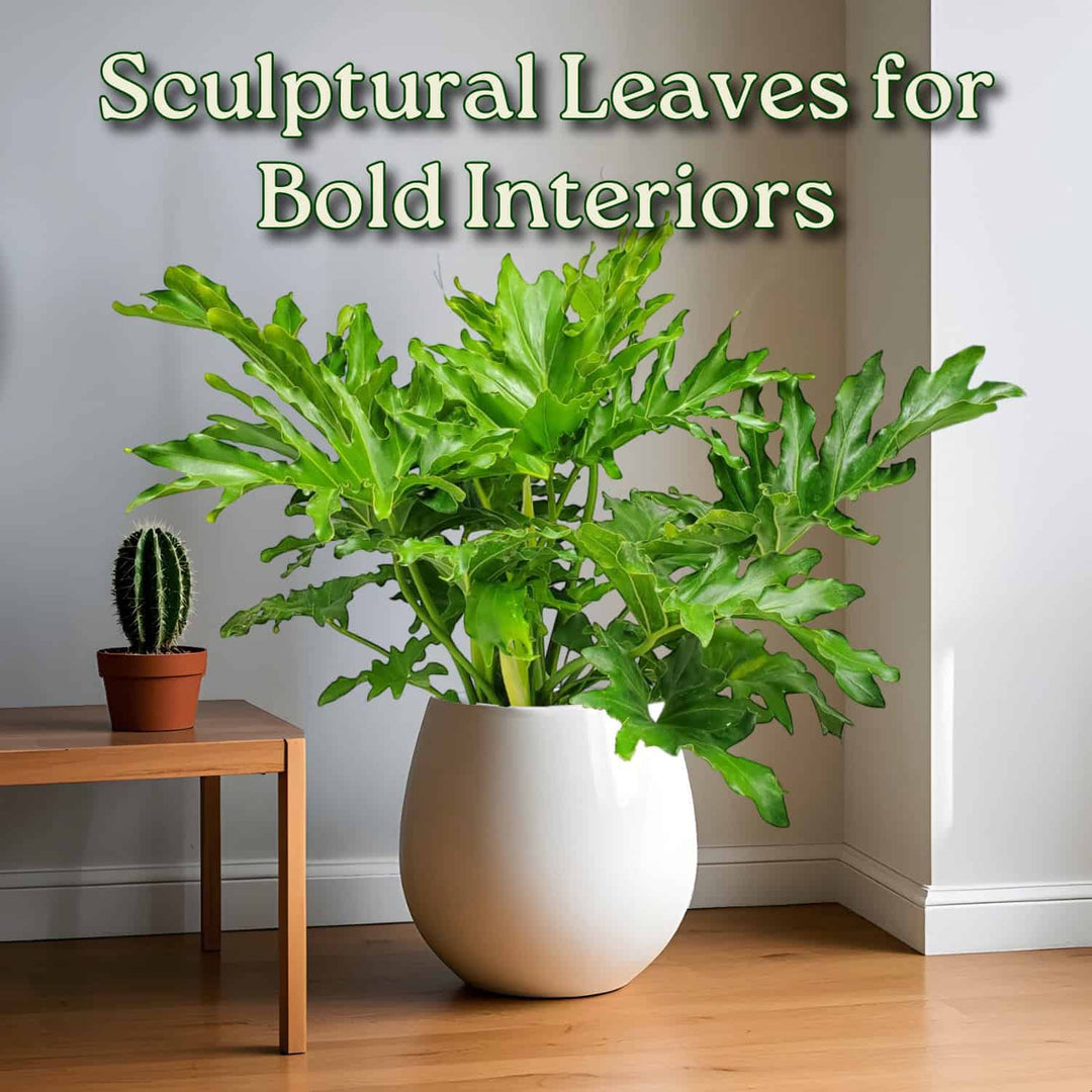 Tree Philodendron Selloum