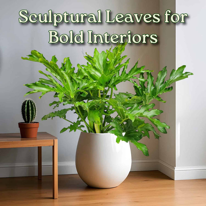 Tree Philodendron Selloum