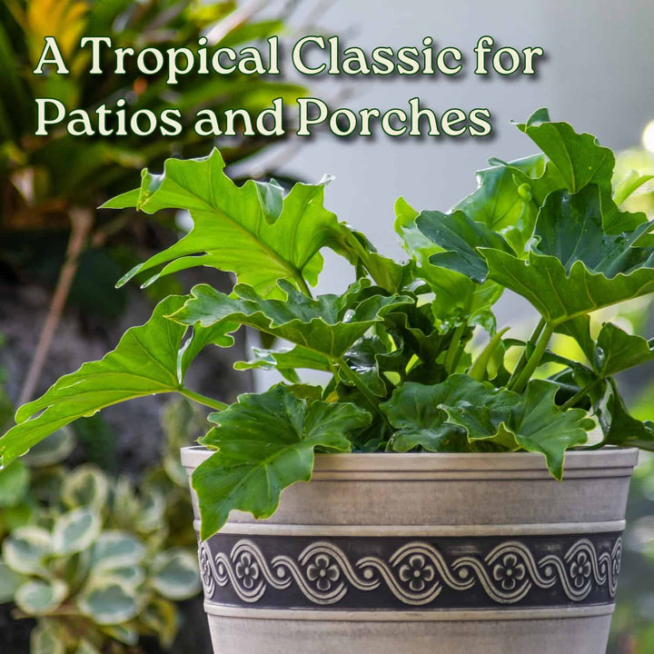 Tree Philodendron Selloum