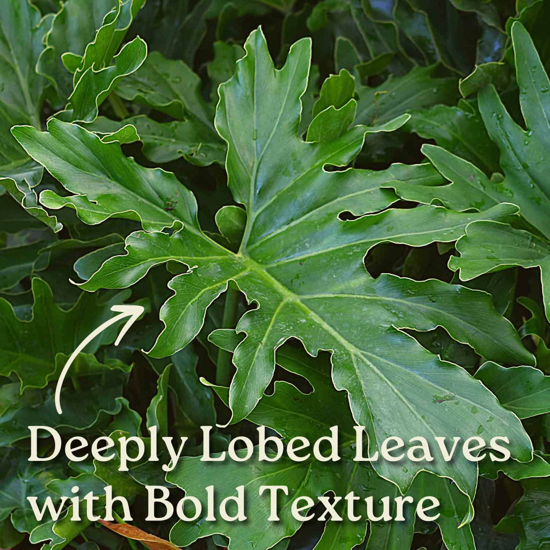 mature philodendron hope Philodendron Selloum for Sale