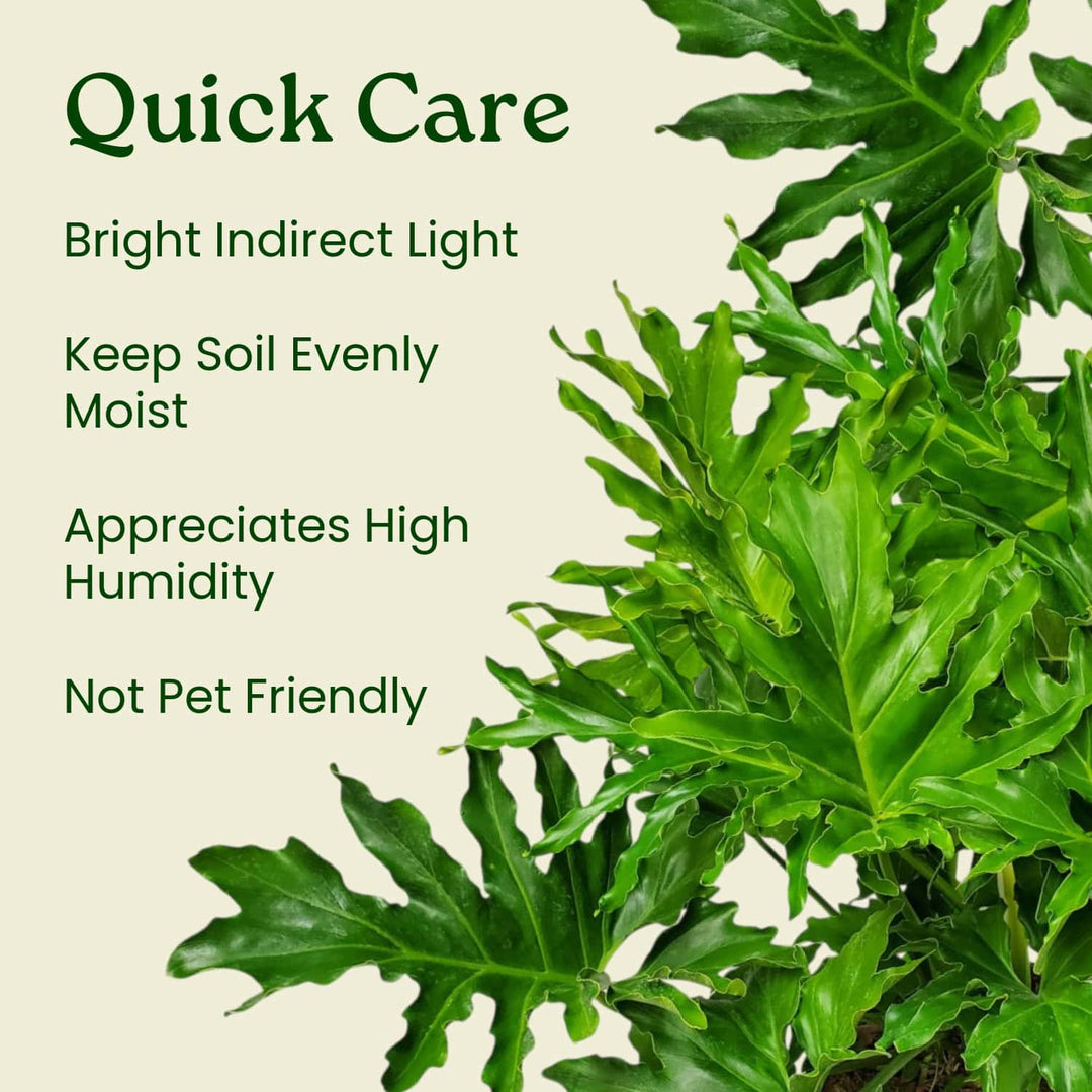common name for philodendron selloum Philodendron Selloum for Sale