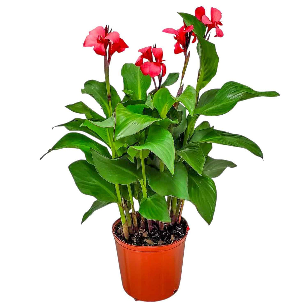 pink lily indoor plant Pink Canna Lily for Sale