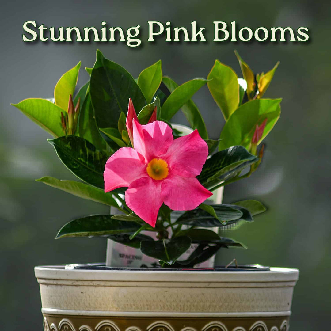 small pink flower potted plant Pink Dipladenia Plant for Sale
