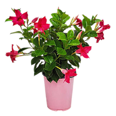 Pink dipladenia bush for sale #size_1-gallon
