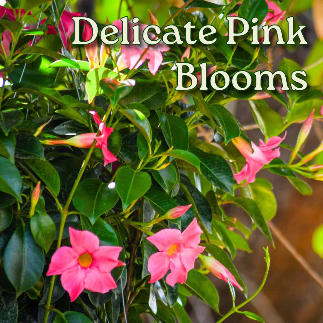 hanging pink flowers plant Pink Dipladenia Hanging Basket