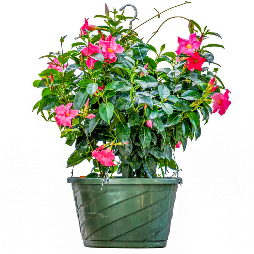 pink hanging plants Pink Dipladenia Hanging Basket