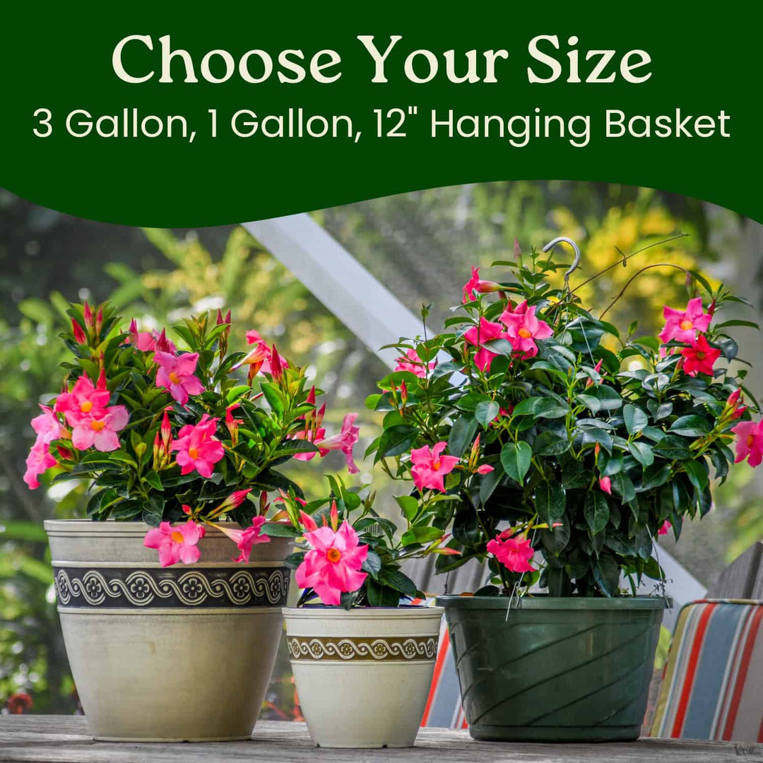 pink flower hanging plant Pink Dipladenia Hanging Basket