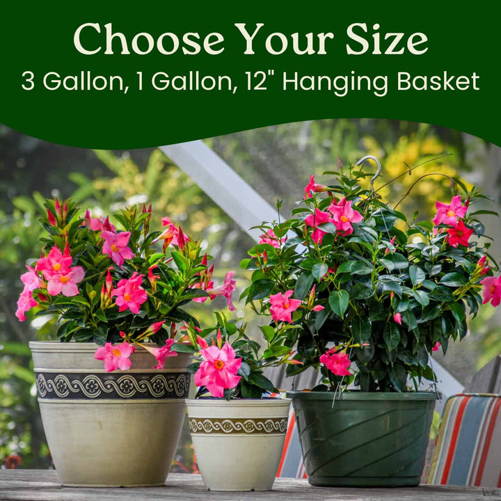 Pink Dipladenia Hanging Basket