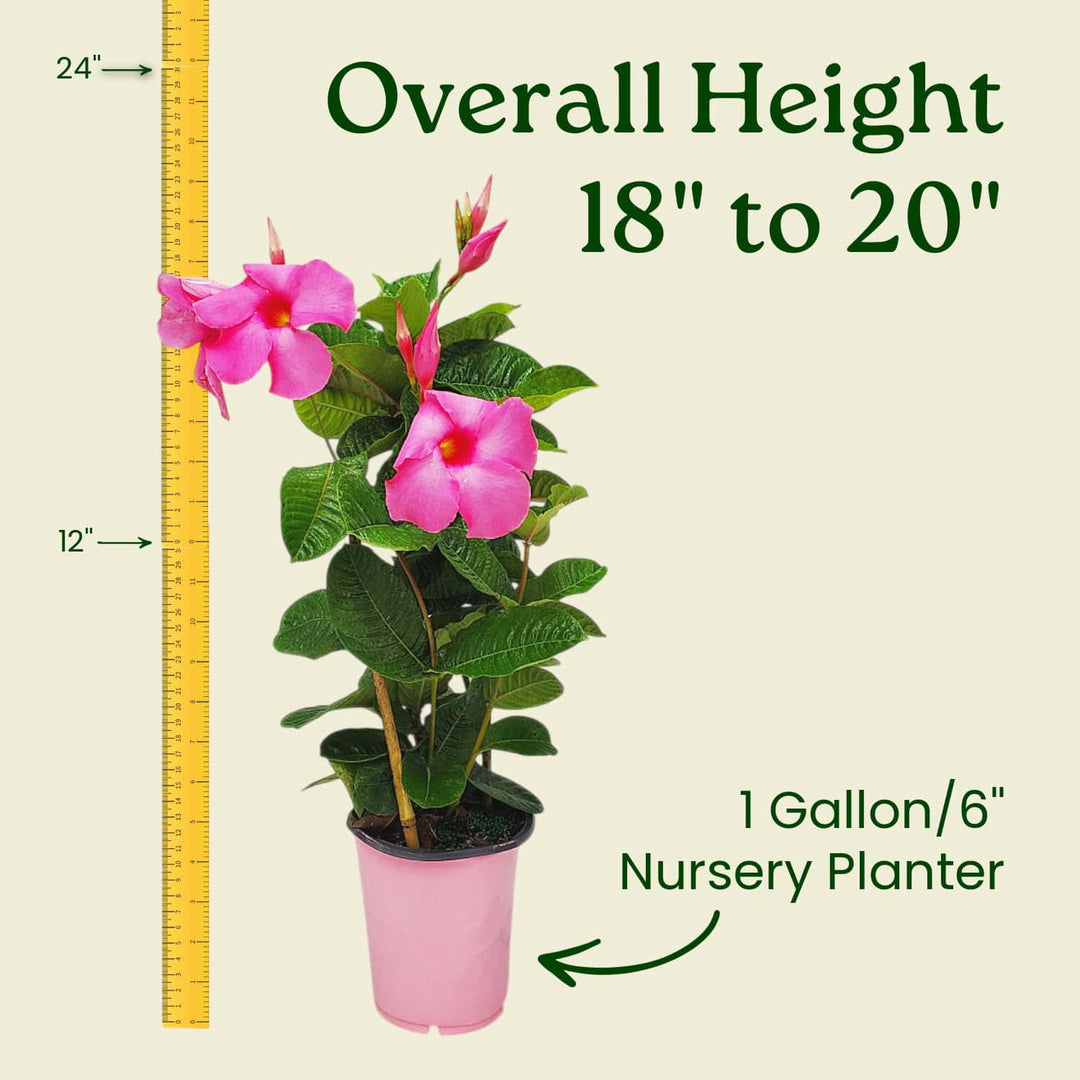 Potted plant with pink flowers and measurement details on a beige background #size_1-gallon