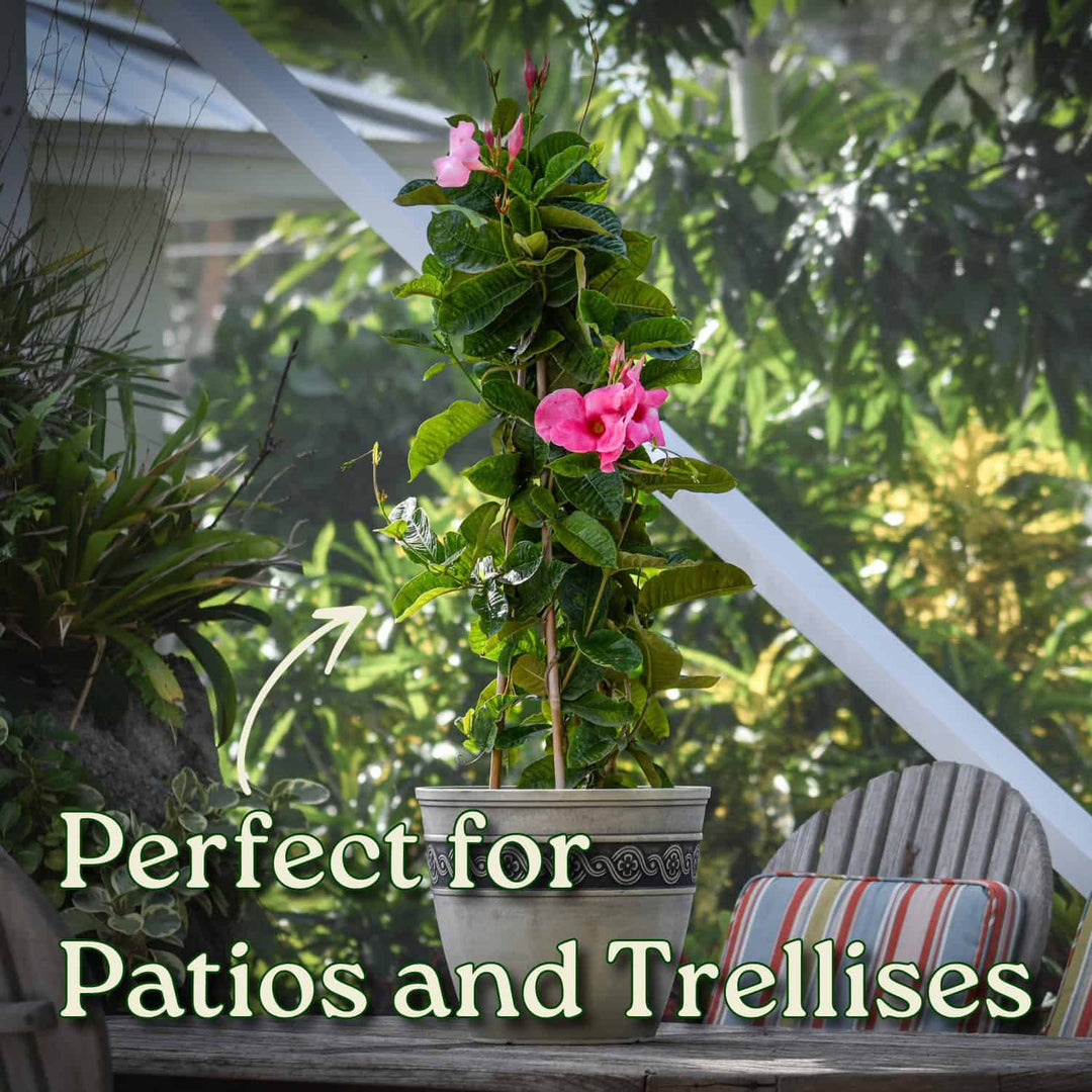Potted plant with pink flowers on a patio with text 'Perfect for Patios and Trellises'. #size_3-gallon