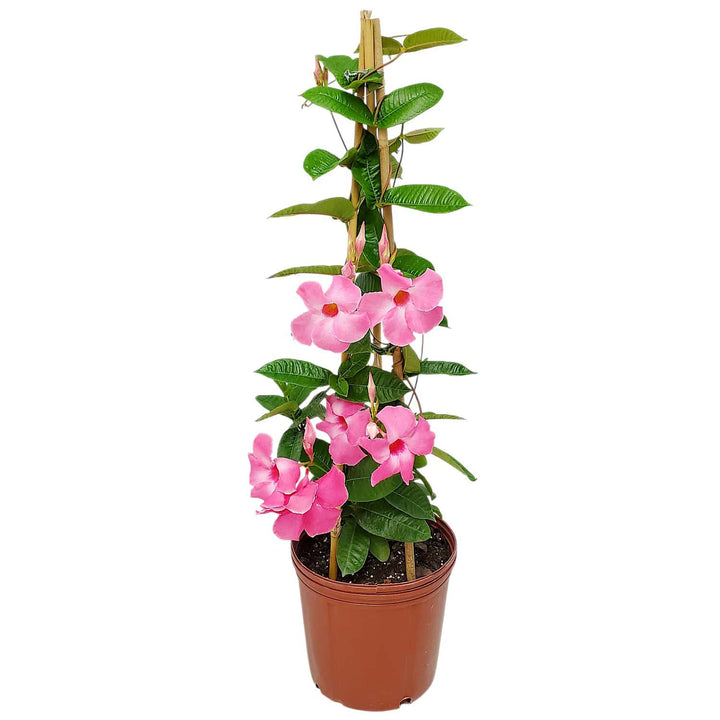 pink mandevilla trellis plant for sale #size_3-gallon