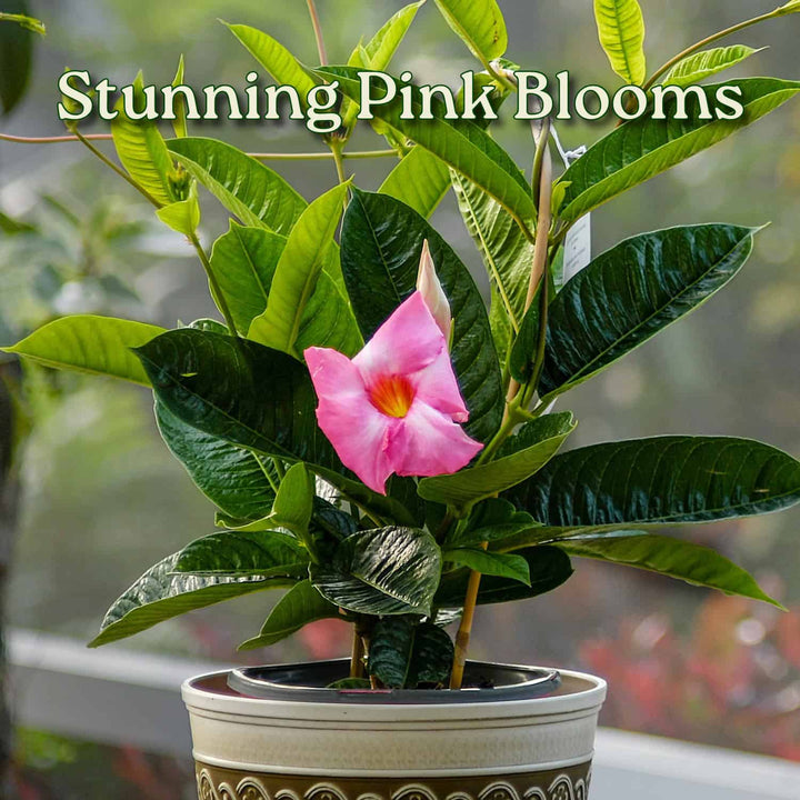 Potted plant with a pink flower and green leaves, text 'Stunning Pink Blooms' above. #size_1-gallon