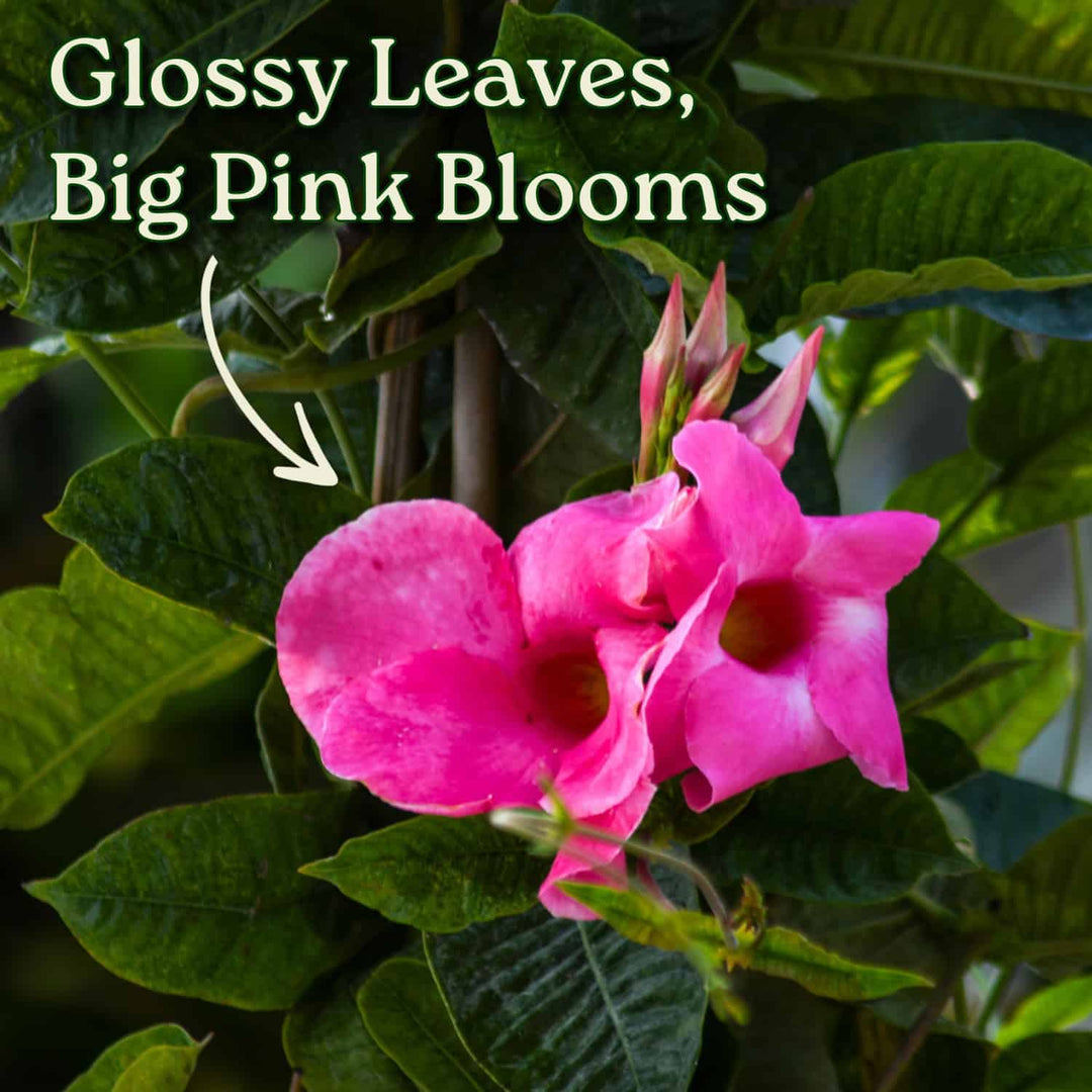 Pink flowers with green leaves and text 'Glossy Leaves, Big Pink Blooms'. #size_3-gallon