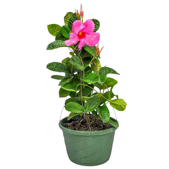Pink Mandevilla Hanging Basket