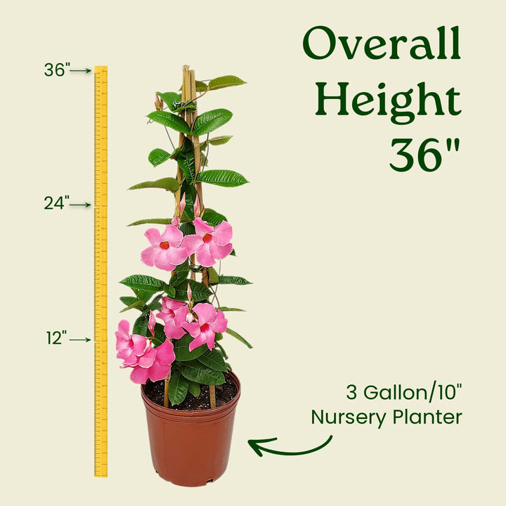 Potted plant with pink flowers and a measuring tape indicating its height on a beige background. #size_3-gallon