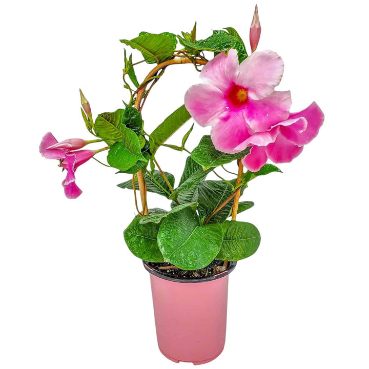 pink mandevilla vine for sale #size_1-gallon