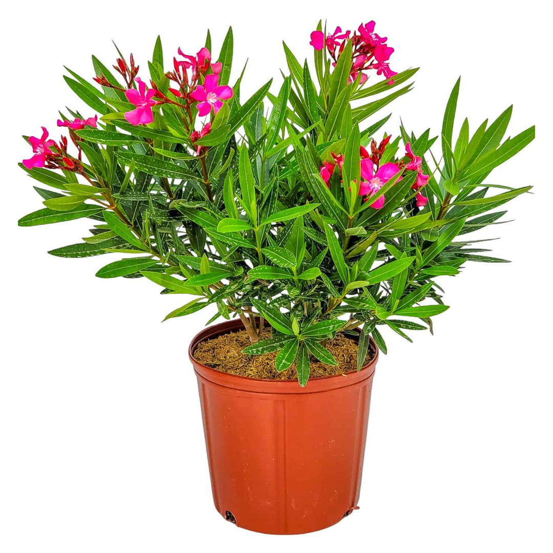oleander indoor plant Calypso Pink Oleander