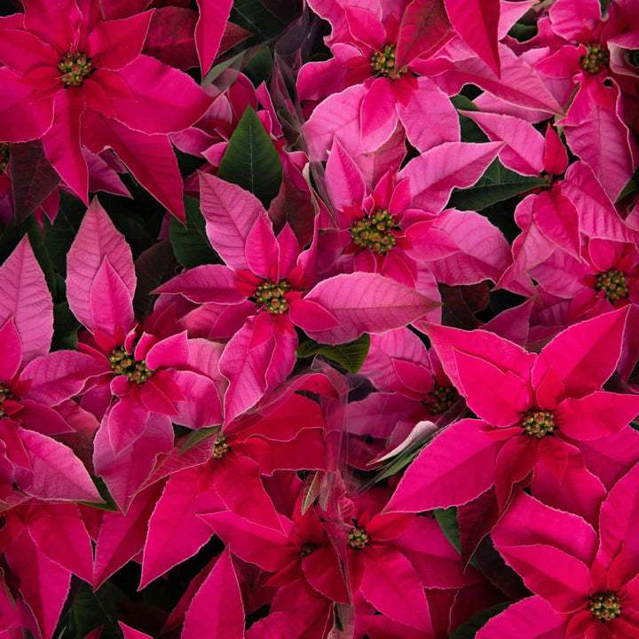 Close-up of bright pink poinsettia flowers with green centers. #size_1-gallon