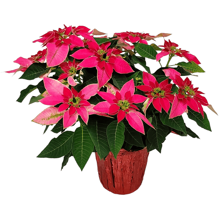 pink poinsettia plant for sale #size_1-gallon