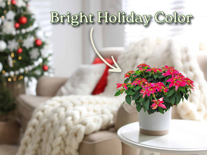 Living room with a Christmas tree and potted poinsettia plant, text 'Bright Holiday Color'. #size_1-gallon