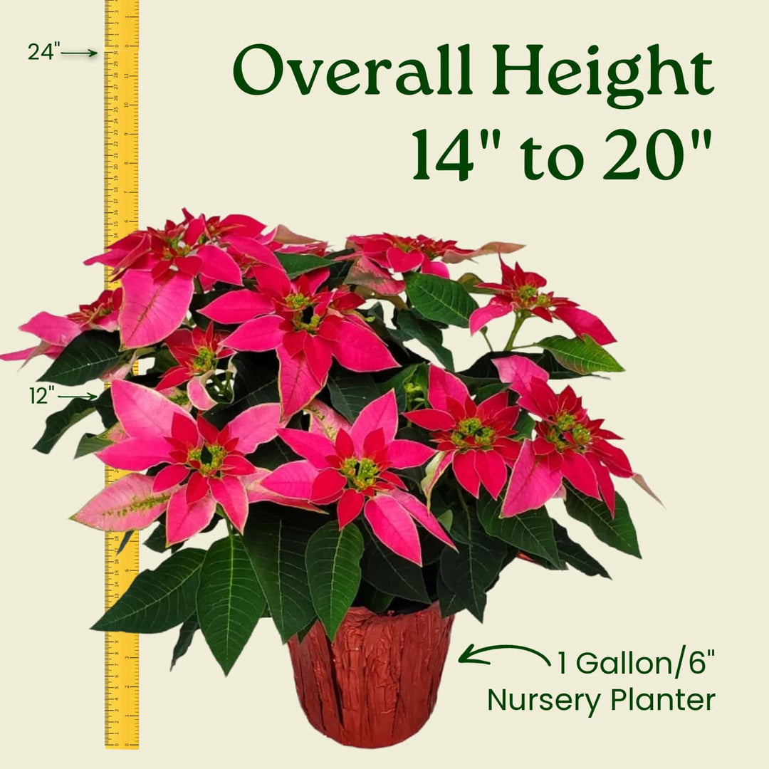 Potted poinsettia plant with measurement details on a beige background #size_1-gallon