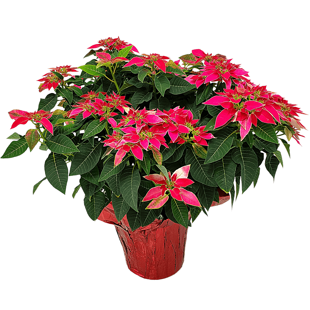 live pink poinsetta for sale #size_3-gallon