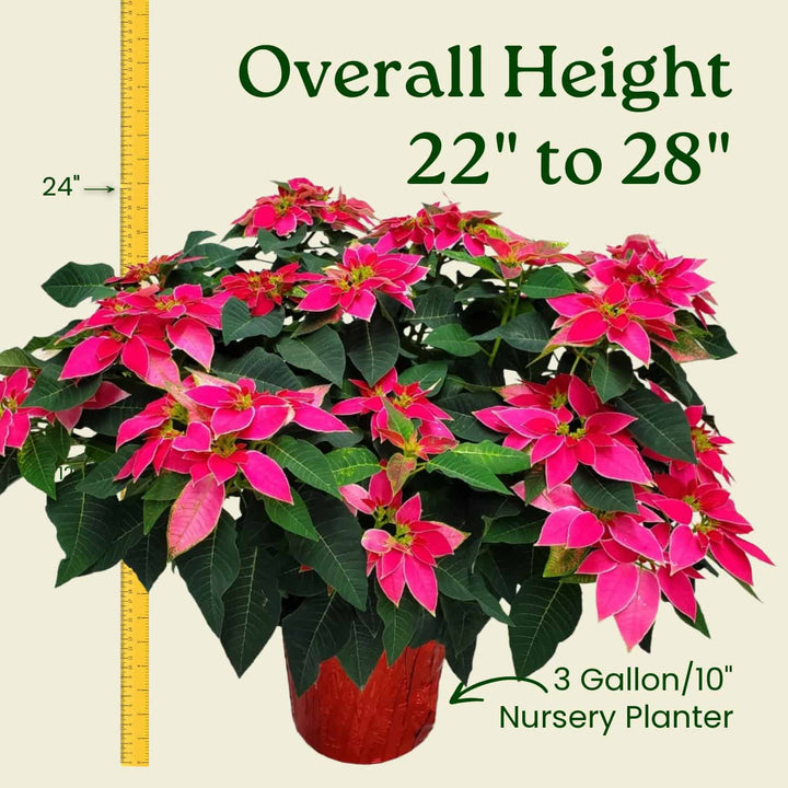 Potted pink poinsettia plant with height measurement and planter size information on a beige background #size_3-gallon