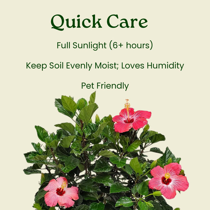 Pink flowering plant with care instructions on a beige background #size_1-gallon