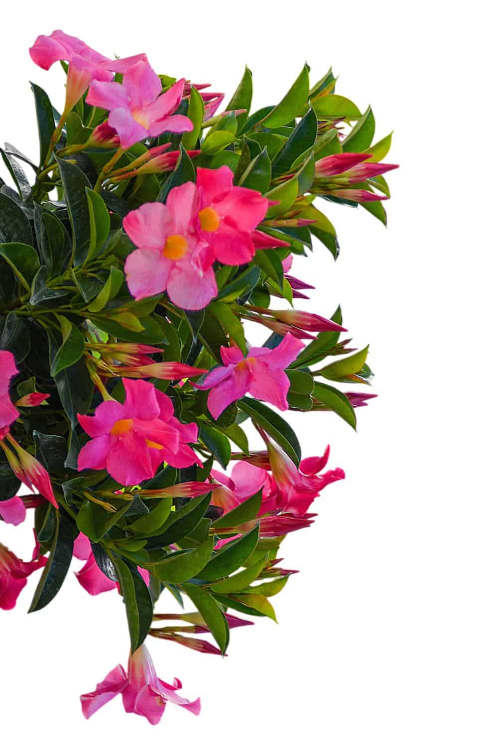 hanging plant pink flowers Pink Dipladenia Hanging Basket for Sale – Tropical Plants of Florida