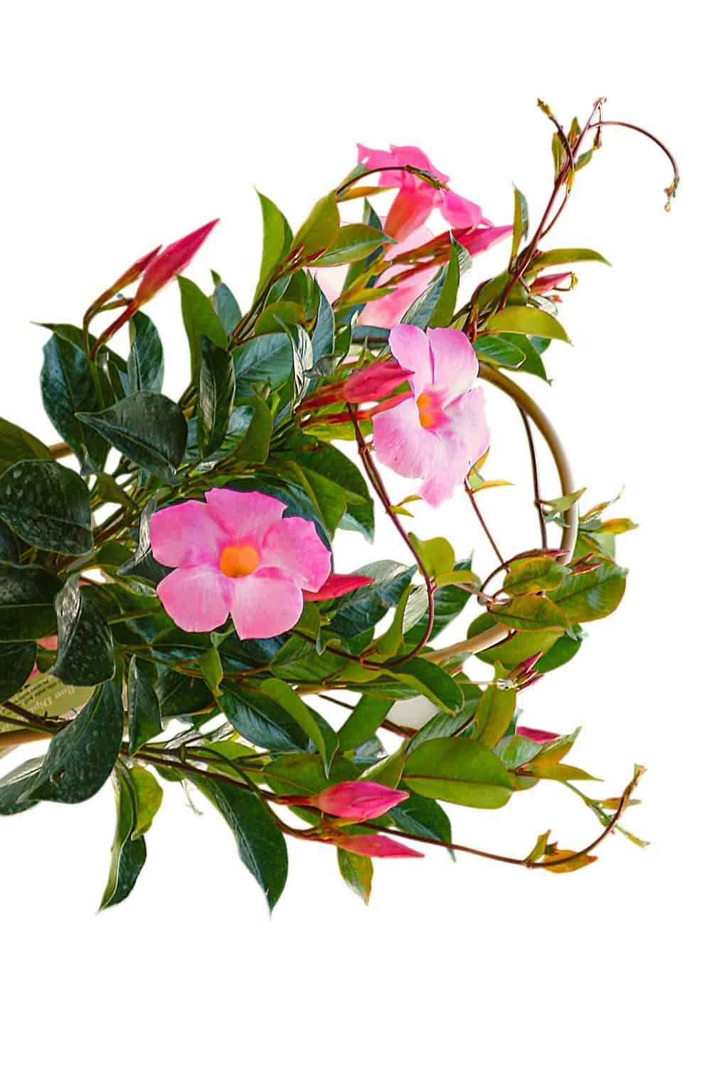 house plant vine with pink flowers Pretty Pink Dipladenia Vine for Sale