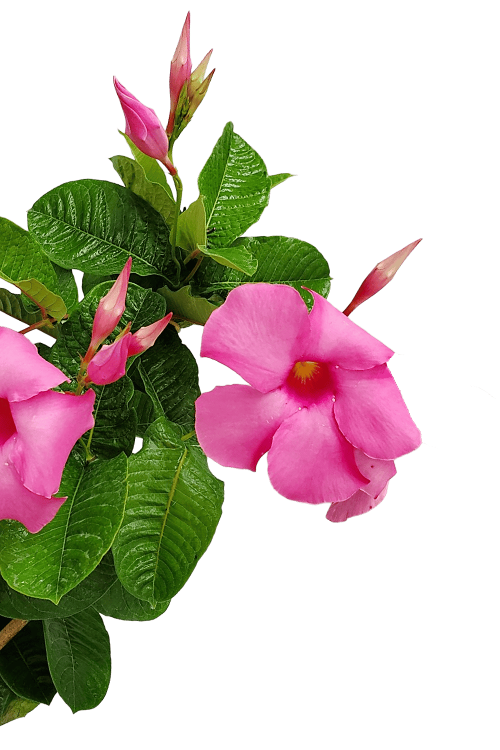 mandevilla plant hanging basket Pink Mandevilla Hanging Basket for Sale
