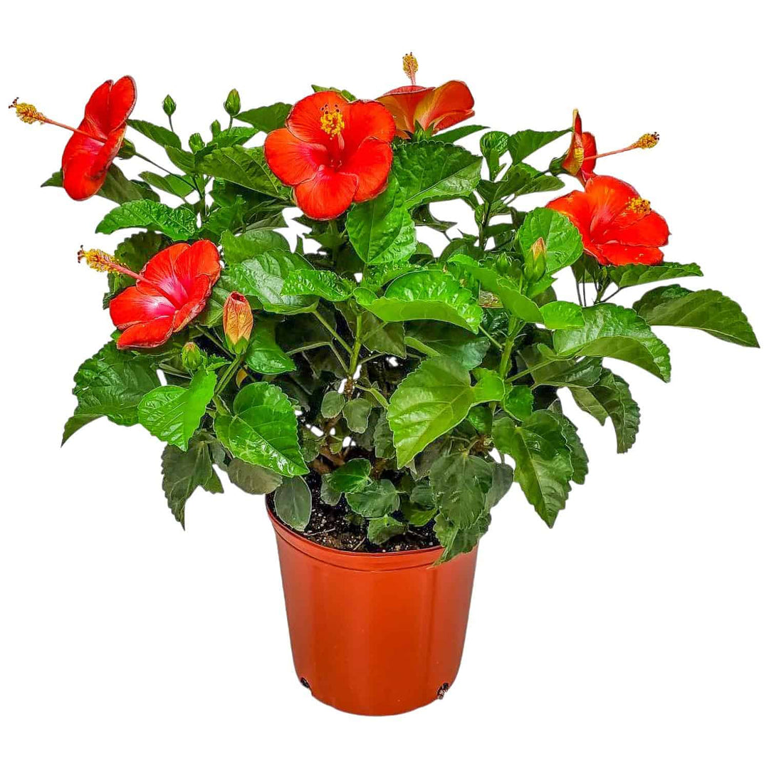 president red hibiscus bush for sale #size_3-gallon