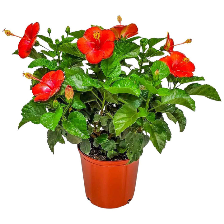 president red hibiscus bush for sale #size_3-gallon