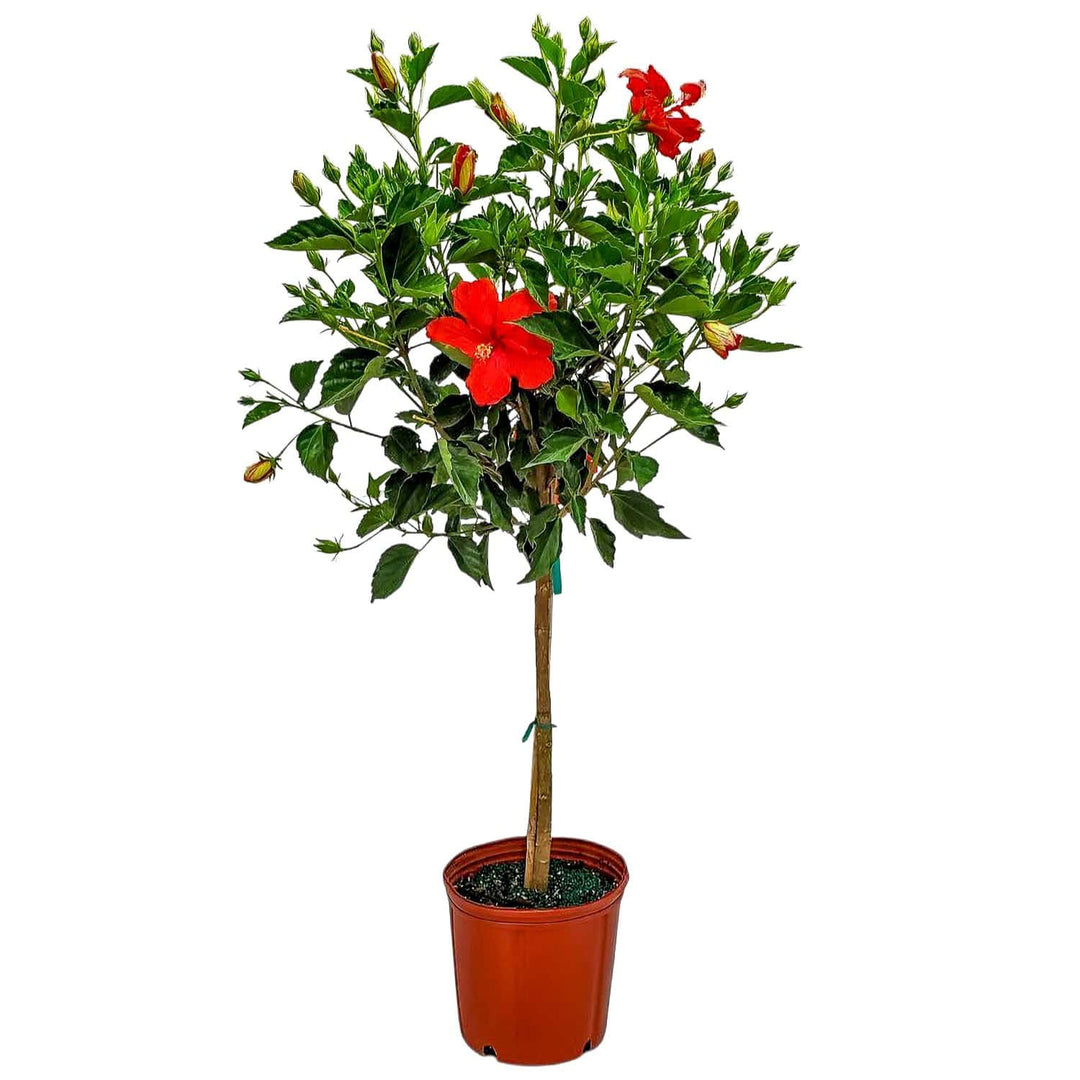 president red hibiscus tree for sale #trunk_standard