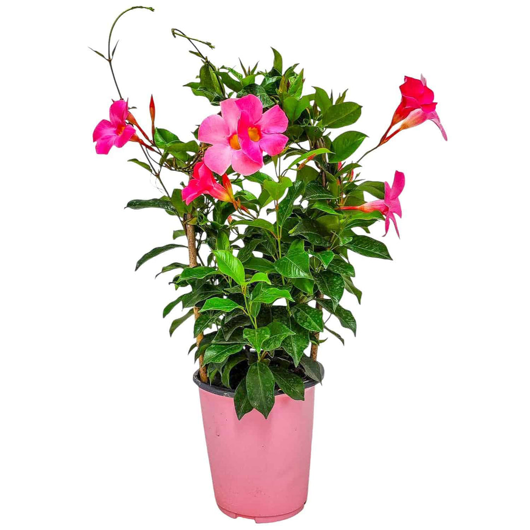 house plant vine with pink flowers Pretty Pink Dipladenia Vine