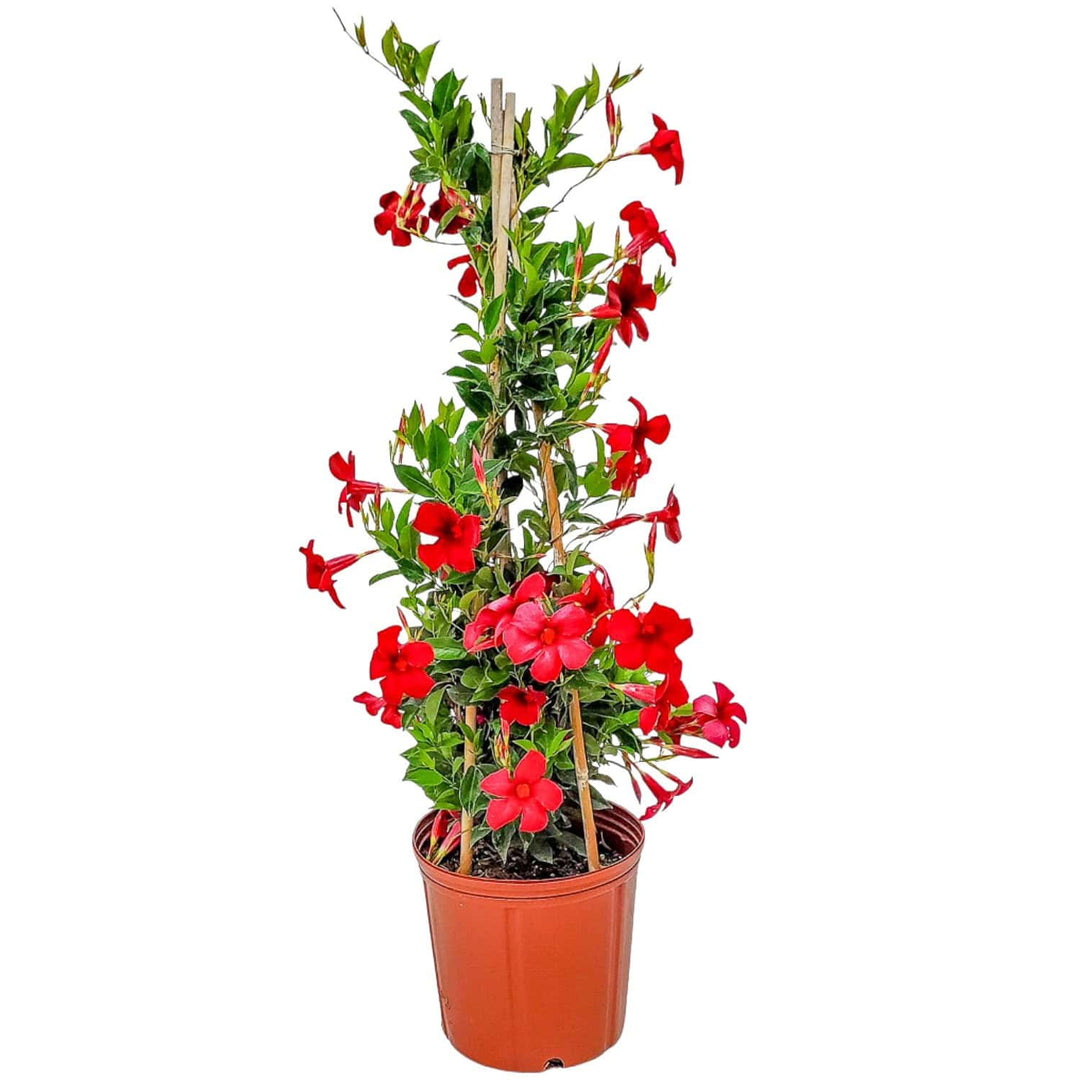 succulent vine with red flowers Pretty Red Dipladenia Vine