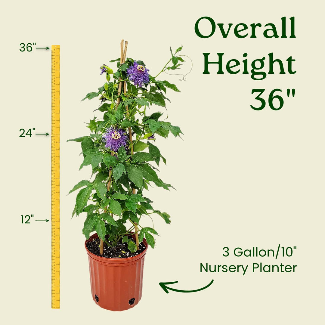 Purple Passion Flower Vine