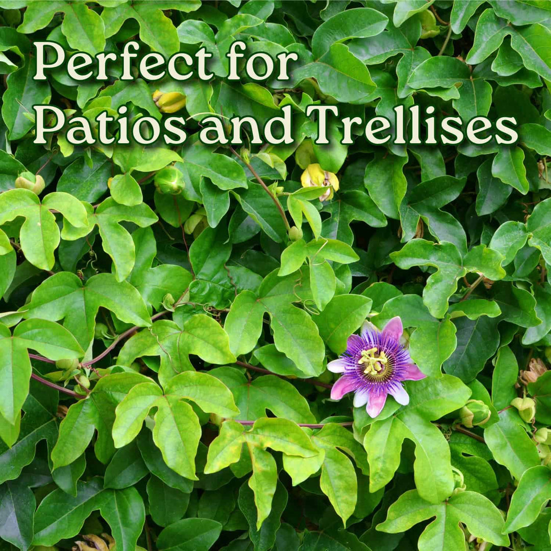 Purple Passion Flower Vine