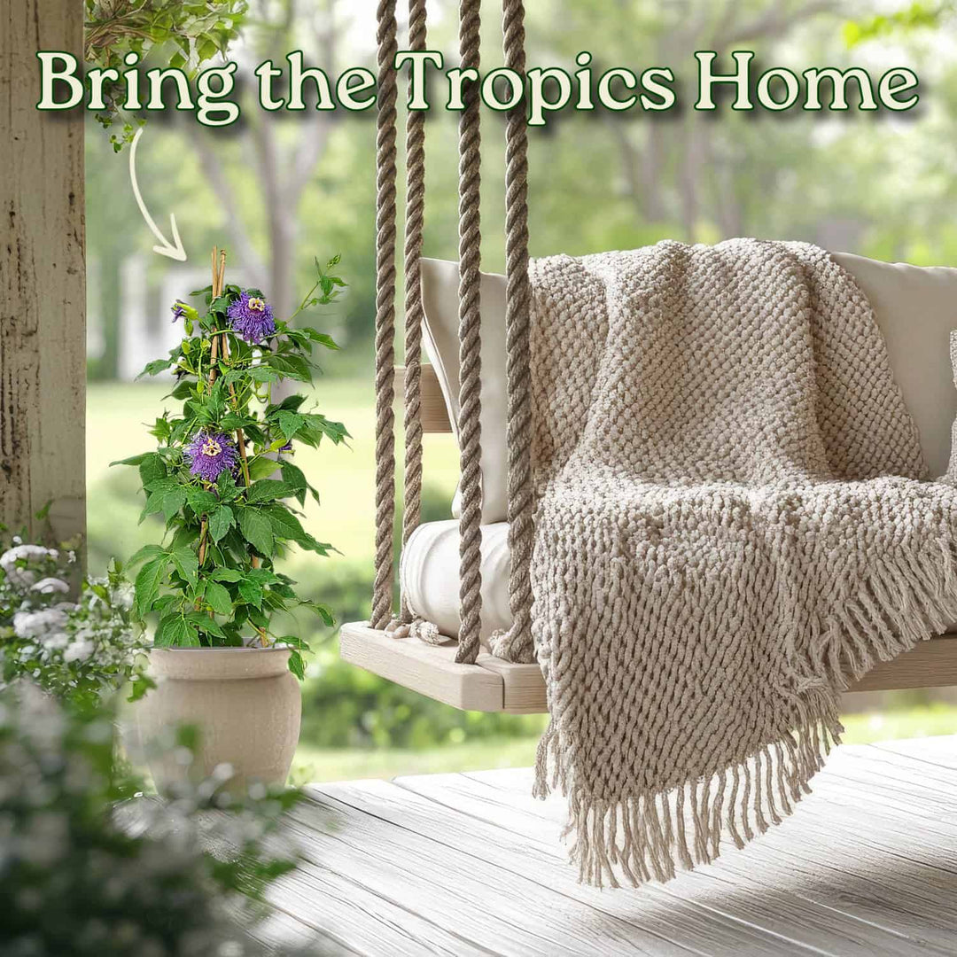 Purple Passion Flower Vine