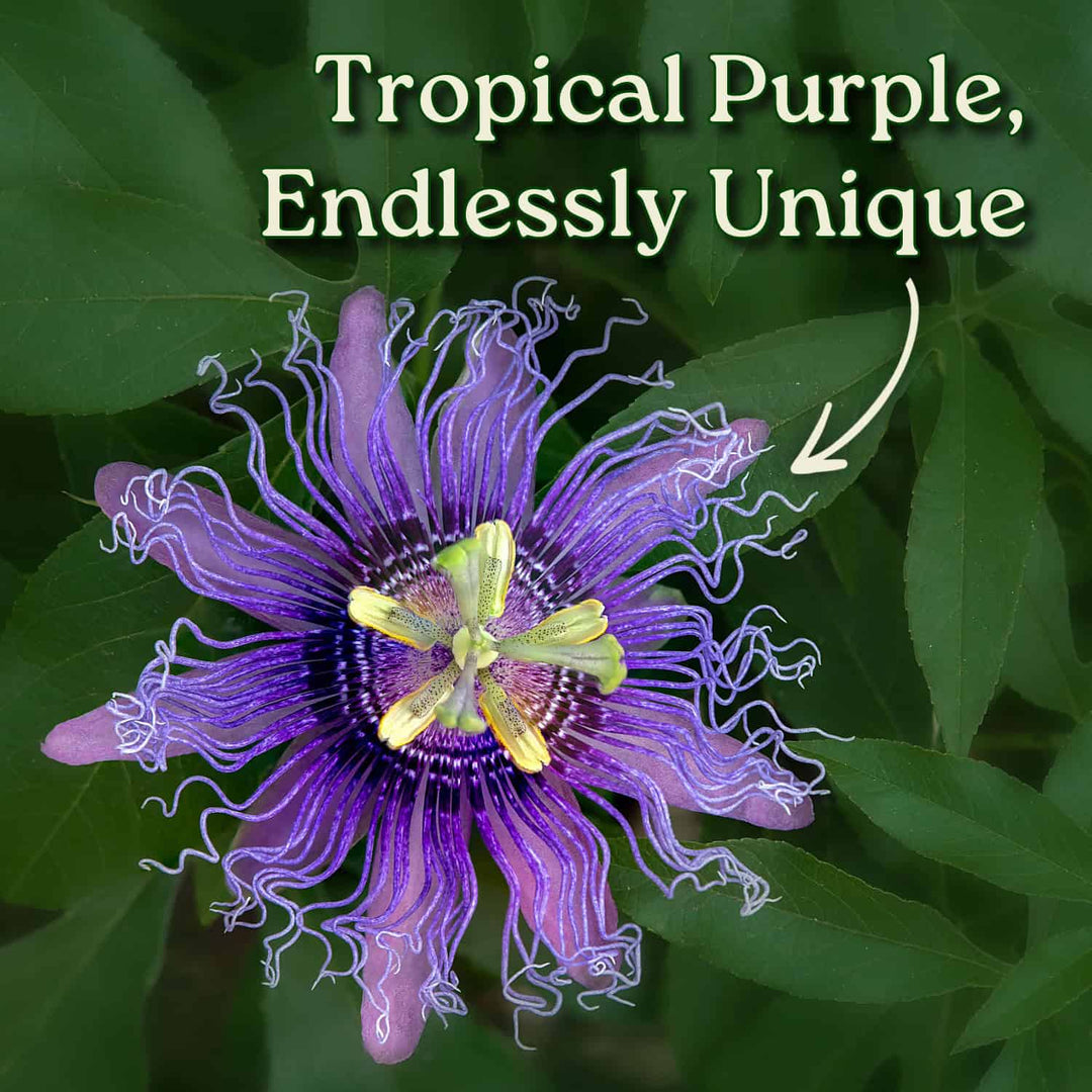 Purple Passion Flower Vine
