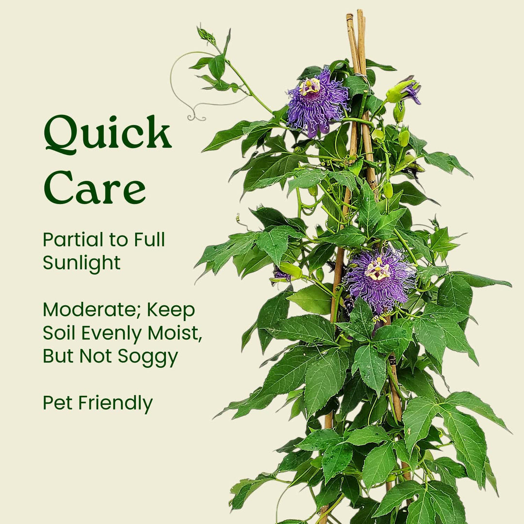 purple indoor vine plant Purple Passion Vine for Sale