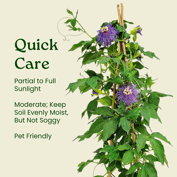 Purple Passion Flower Vine