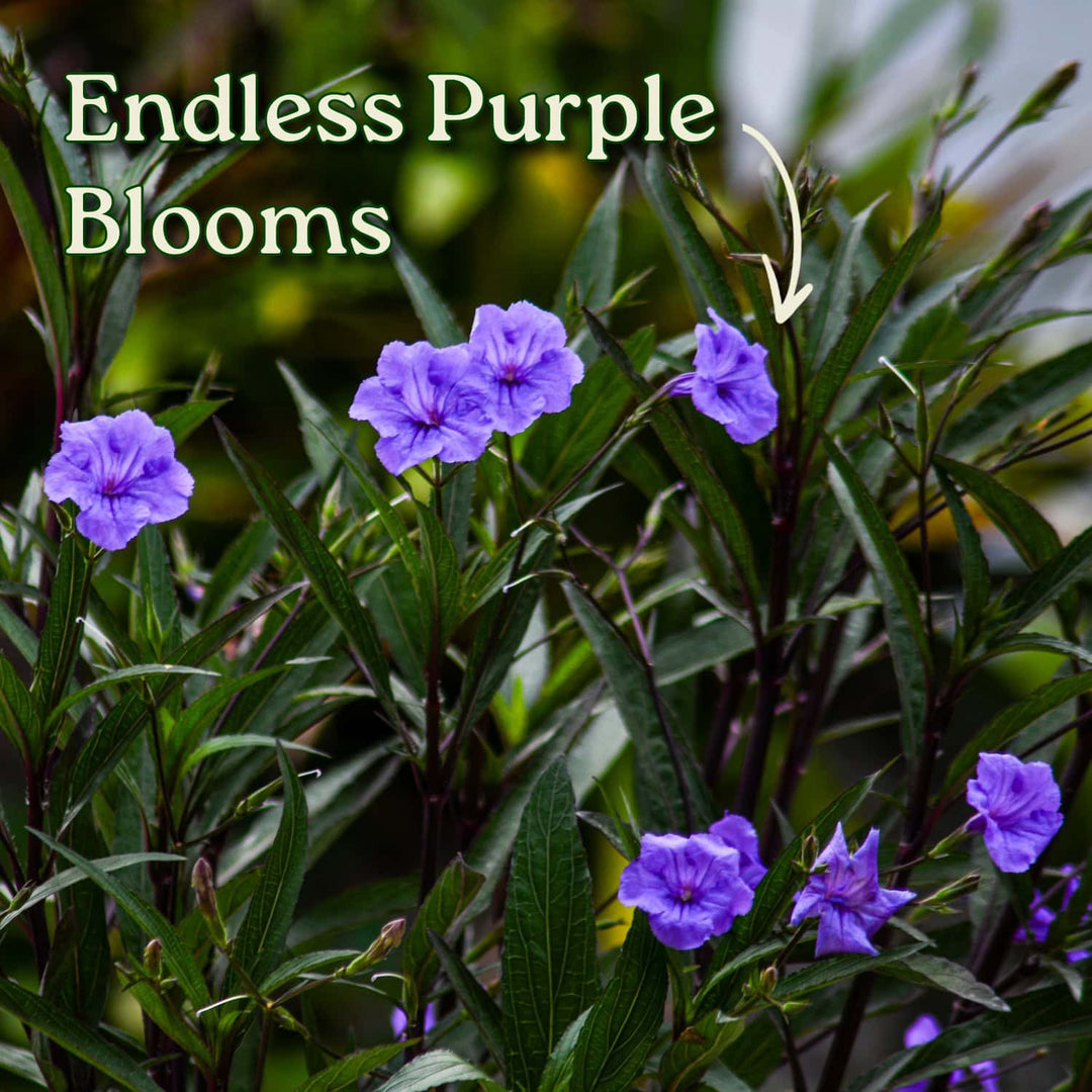 Purple Ruellia Bush