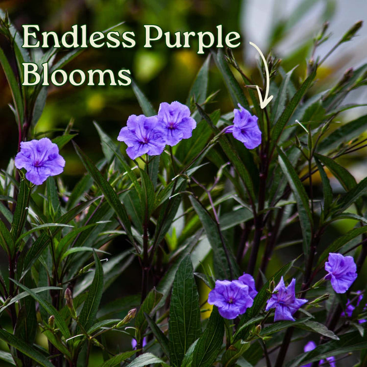 Purple Ruellia Bush