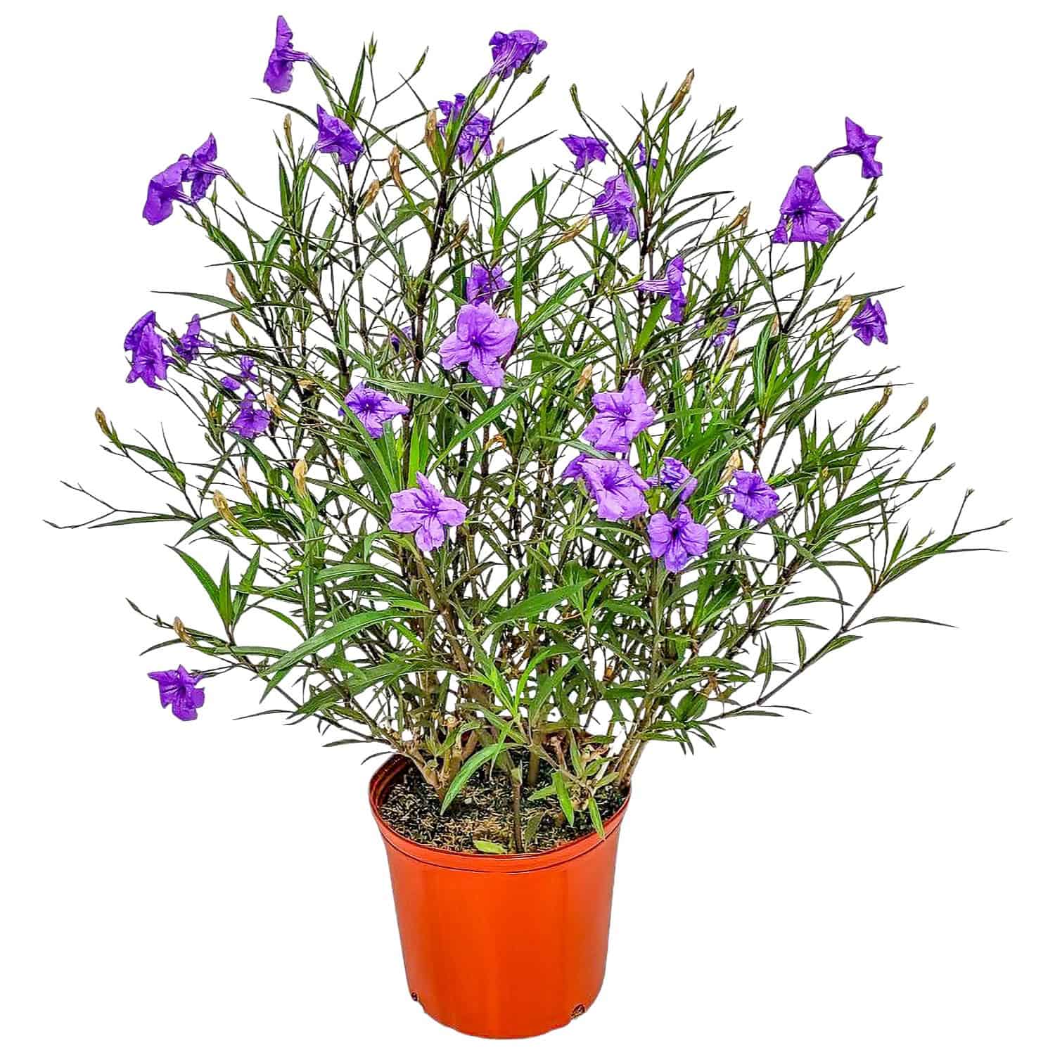 Purple Ruellia (Mexican Petunia, Purple Showers) for Sale | 3