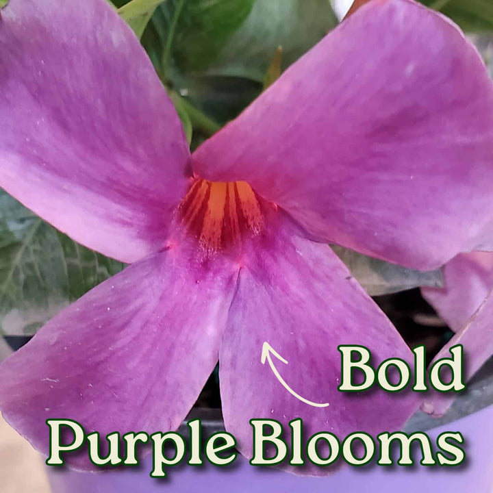 Bluephoria Dipladenia Plant