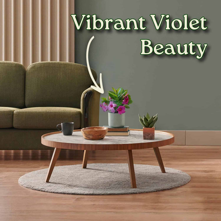 Bluephoria Dipladenia Plant